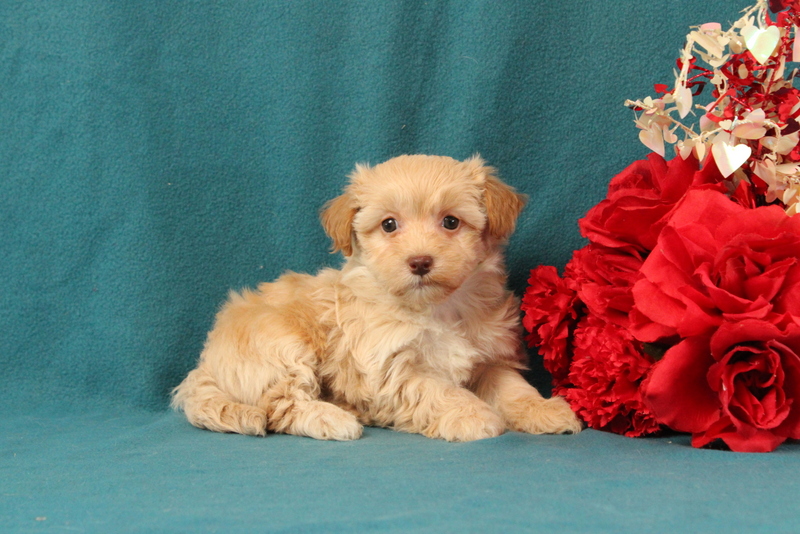 puppy, for, sale, Malshi-Poo, Matthew B. Stoltzfus, dog, breeder, Gap, PA, dog-breeder, puppy-for-sale, forsale, nearby, find, puppyfind, locator, puppylocator, aca